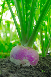 Turnip Purple Top